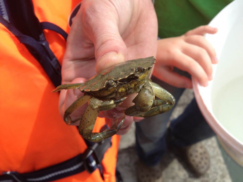 Quercus Crab Fishing Competition May 25th 2014
